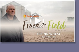 From the Field:
Spring Wheat